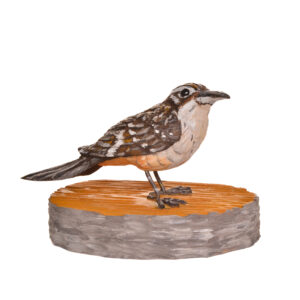 Realistic hand carved and painted Brown Creeper. Masterfully painted and posed. John Dickens carves each piece with an ordinary pocketknife. John has been carving wood for 48 years. John wrote, "each time I do an animal, I want to do it in a different pose so I can learn more about its anatomy and how it moves and behaves." His primary subjects are the local songbirds found at his backyard bird feeder, animals, fish, people and reliefs.