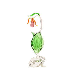 Pink Lady's Slipper